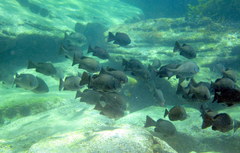 Girella elevata