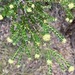 Leionema rotundifolium - Photo (c) jayn, μερικά δικαιώματα διατηρούνται (CC BY-NC), uploaded by jayn