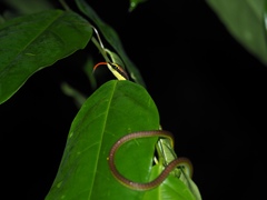 Dendrelaphis formosus