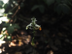 Calanthe zollingeri