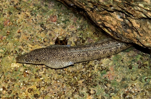 Peppered Moray (Gymnothorax pictus)