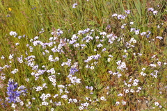 Gilia tricolor