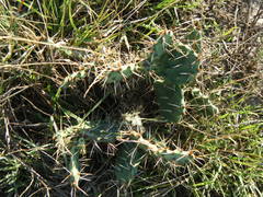 Opuntia fusco-atra