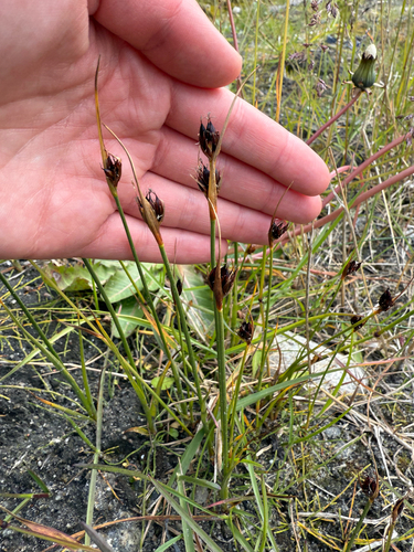 Chestnut Rush (Juncus castaneus)