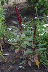 Amaranthus hypochondriacus