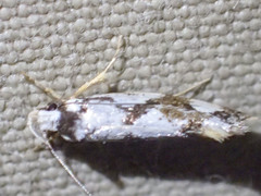 Machetis aphrobola