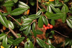 Cotoneaster salicifolius