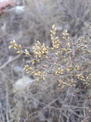Artemisia sieberi