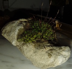 Tortula muralis