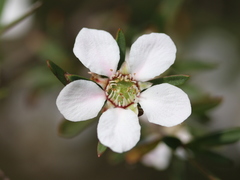 Leptospermum deanei