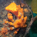 Sponge Decorator Crab - Photo (c) Adam, some rights reserved (CC BY-NC)