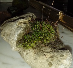 Tortula muralis