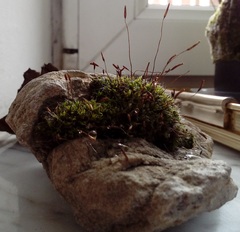 Tortula muralis