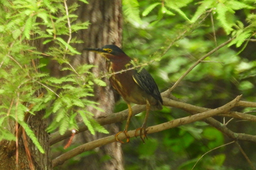 Green Heron photographed in Delaware