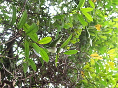 Anodendron affine
