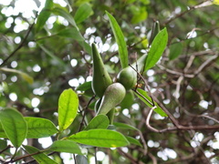Anodendron affine