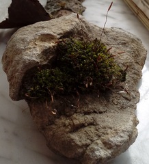 Tortula muralis