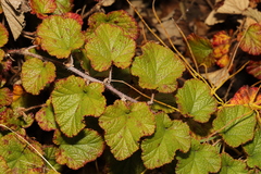 Rubus tricolor
