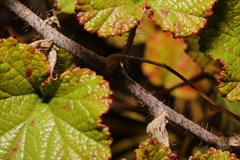 Rubus tricolor