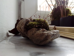 Tortula muralis