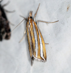 Hednota bivittella
