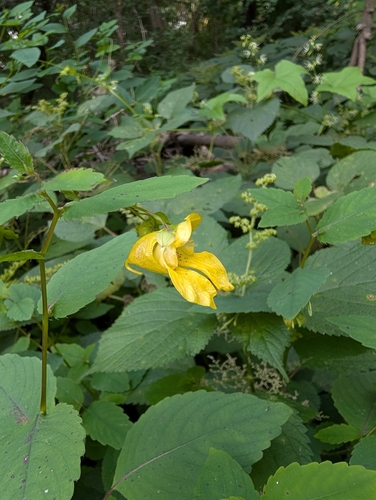 pale jewelweed