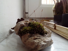 Tortula muralis