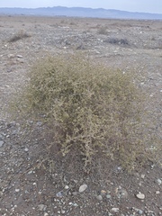 Artemisia sieberi