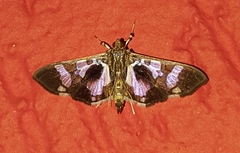 Desmia bajulalis