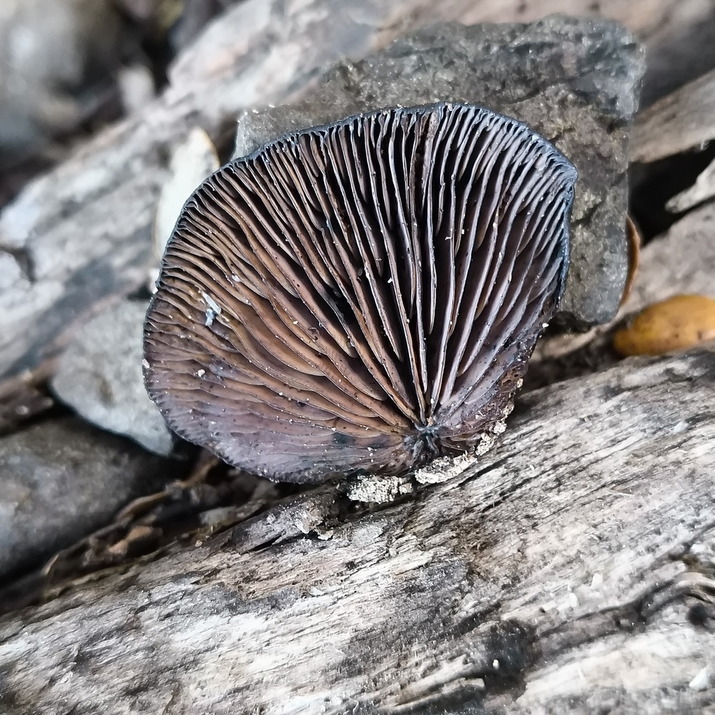Resupinatus · July 2025 · photo: © zedt (iNaturalist, cc-by)