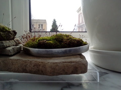 Tortula muralis