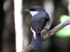 Eopsaltria pulverulenta