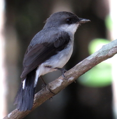 Eopsaltria pulverulenta