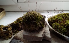 Tortula muralis