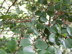 Syzygium elliptifolium