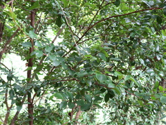 Syzygium elliptifolium