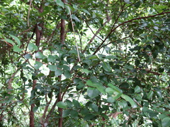 Syzygium elliptifolium