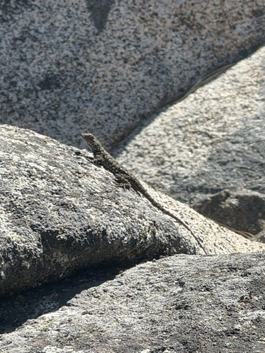 iNaturalist observation photo of Spiny Lizards