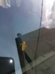 Gonocerus insidiator