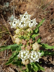 Pachycarpus schinzianus