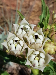 Pachycarpus schinzianus