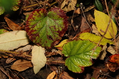 Rubus tricolor