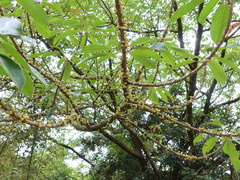 Ficus caulocarpa