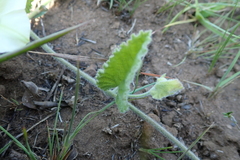 Convolvulus natalensis