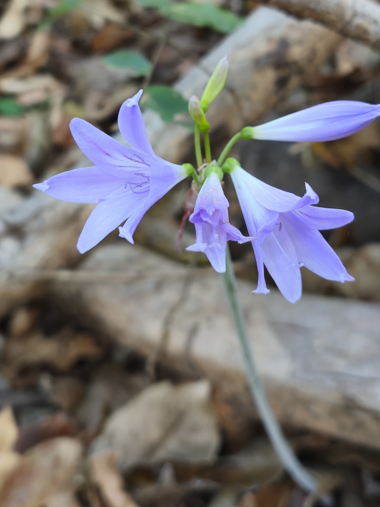 Cearanthes