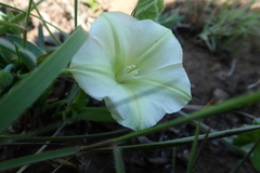 Convolvulus natalensis