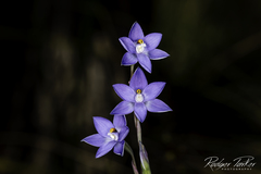 Thelymitra × truncata