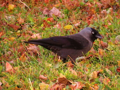 Corvus monedula
