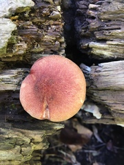 Gymnopilus suberis