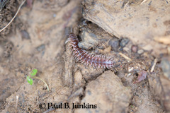 Pseudopolydesmus pinetorum